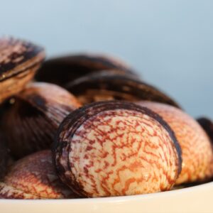 Amandes de mer 2-les-viviers-de-la-foret-finistere-sud