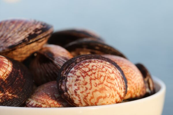 Amandes de mer 2-les-viviers-de-la-foret-finistere-sud