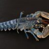 Homard bleu -les-viviers-de-la-foret-finistere-sud (2)