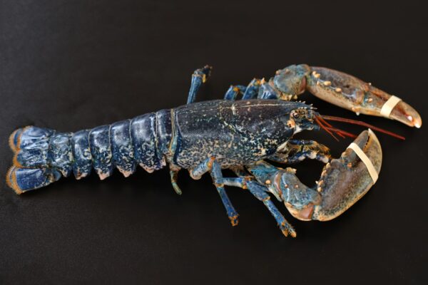 Homard bleu -les-viviers-de-la-foret-finistere-sud (2)