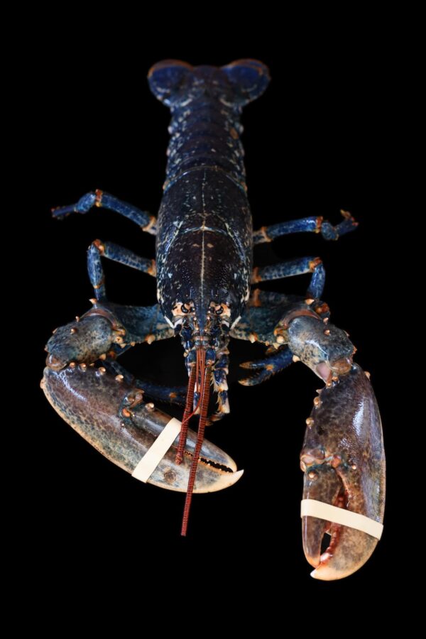 Homard bleu -les-viviers-de-la-foret-finistere-sud