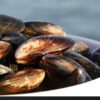 Moules 2 -les-viviers-de-la-foret-finistere-sud