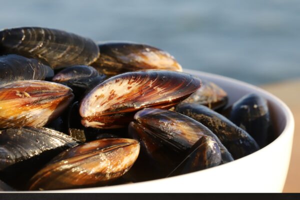 Moules 2 -les-viviers-de-la-foret-finistere-sud