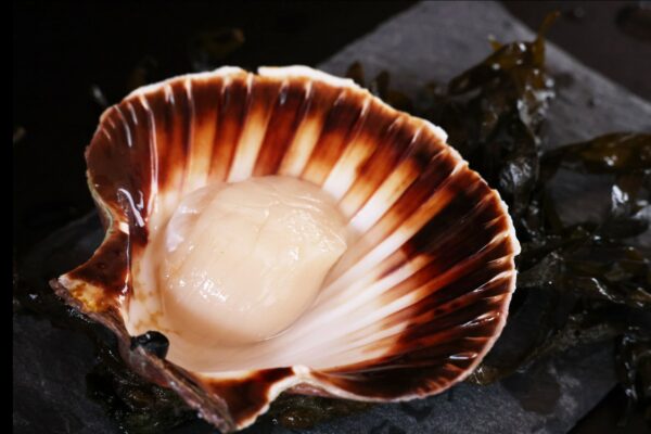 Coquilles St Jacques Noix-les-viviers-de-la-foret