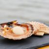 Coquilles St Jacques bord de mer-les-viviers-de-la-foret