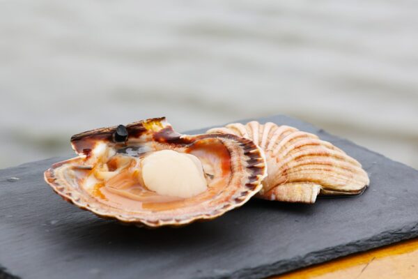 Coquilles St Jacques bord de mer-les-viviers-de-la-foret